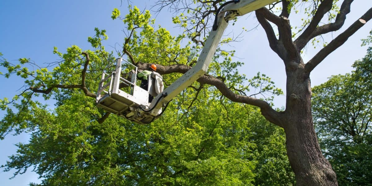 Tree Surgeon Pruning Trees for Tree Service of Troy Michigan