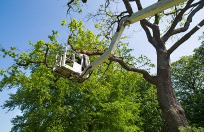 Tree Surgeon Pruning Trees for Tree Service of Troy Michigan
