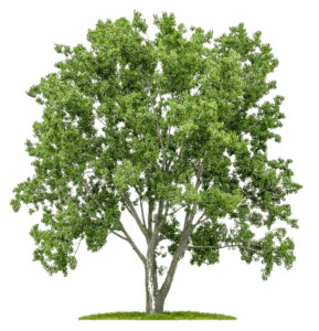Isolated Tree Needing Trimming and Pruning
