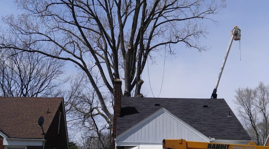 Michigan Tree Removal Services from Tree Service of Troy
