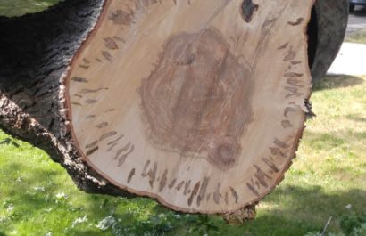 Log Pickup Services from Tree Service of Troy Michigan