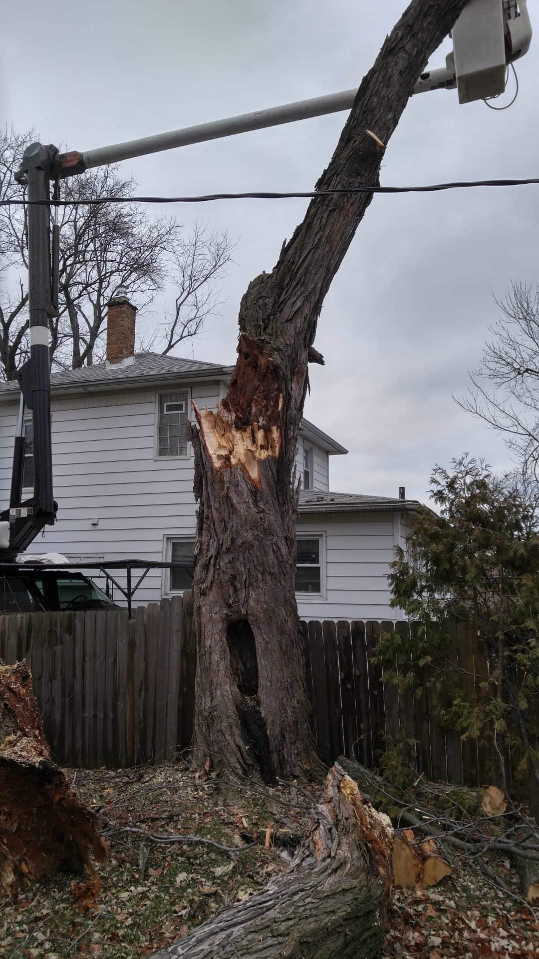 Tree Service of Troy Michigan removal of tree damaged in storm