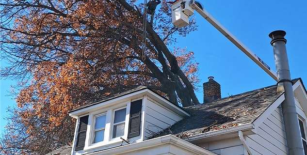 Tree Trimming Redding CT