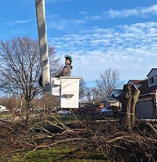 Tree Removal Redding CT