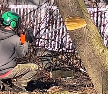 Tree Service New Canaan CT