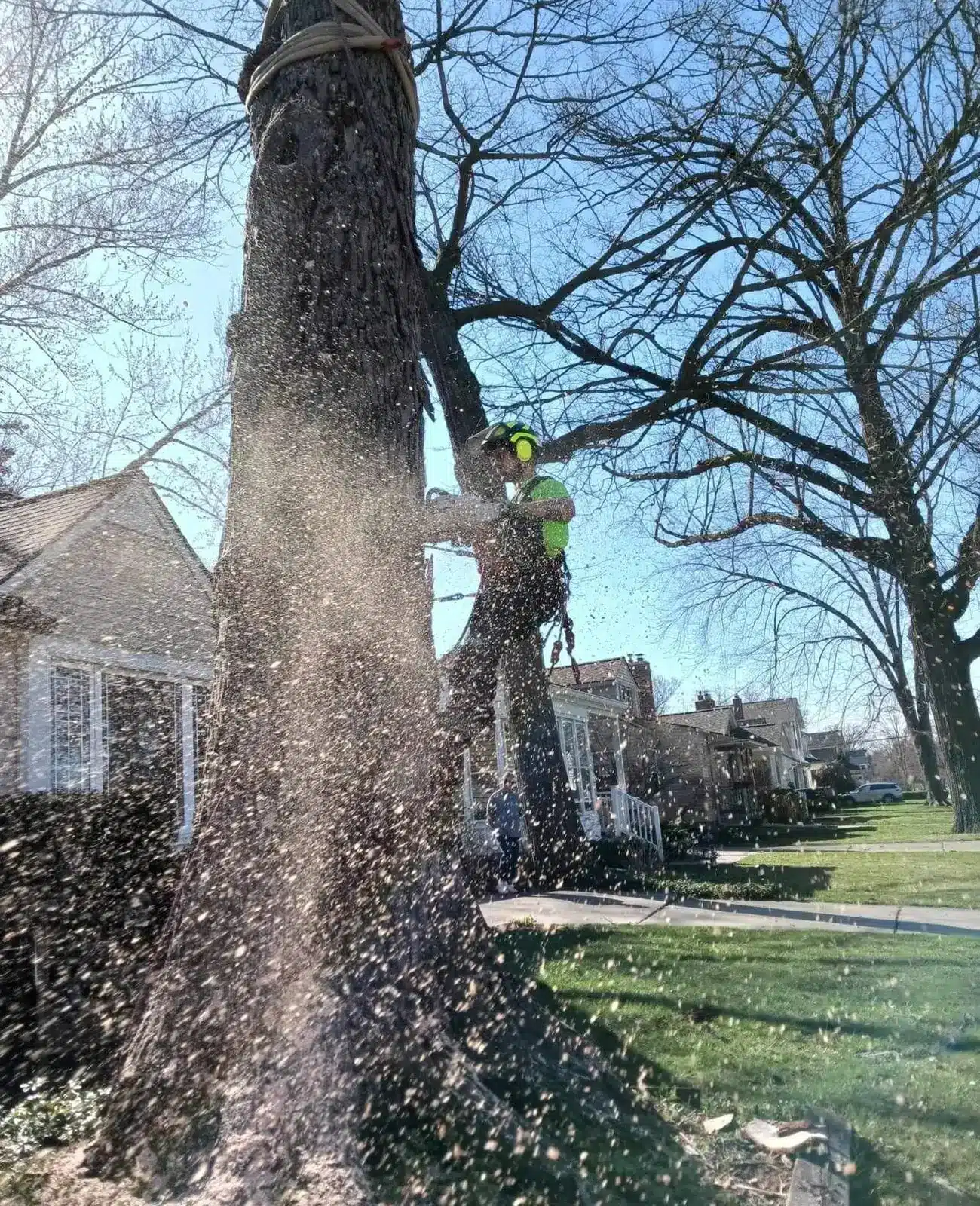 Tree Removal Service in Redding CT