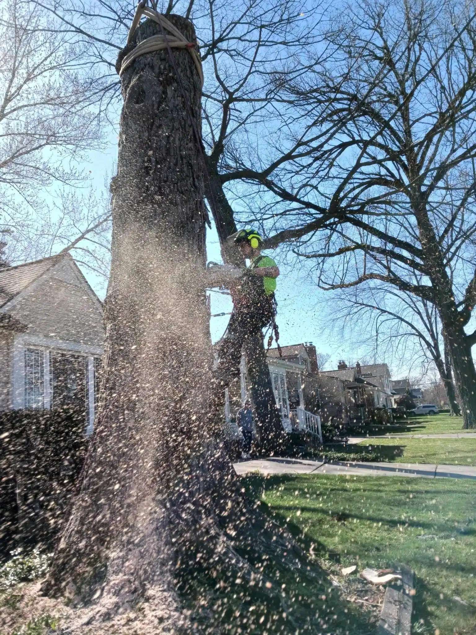 Tree Trimming & Removal Troy MI | Tree Service of Troy