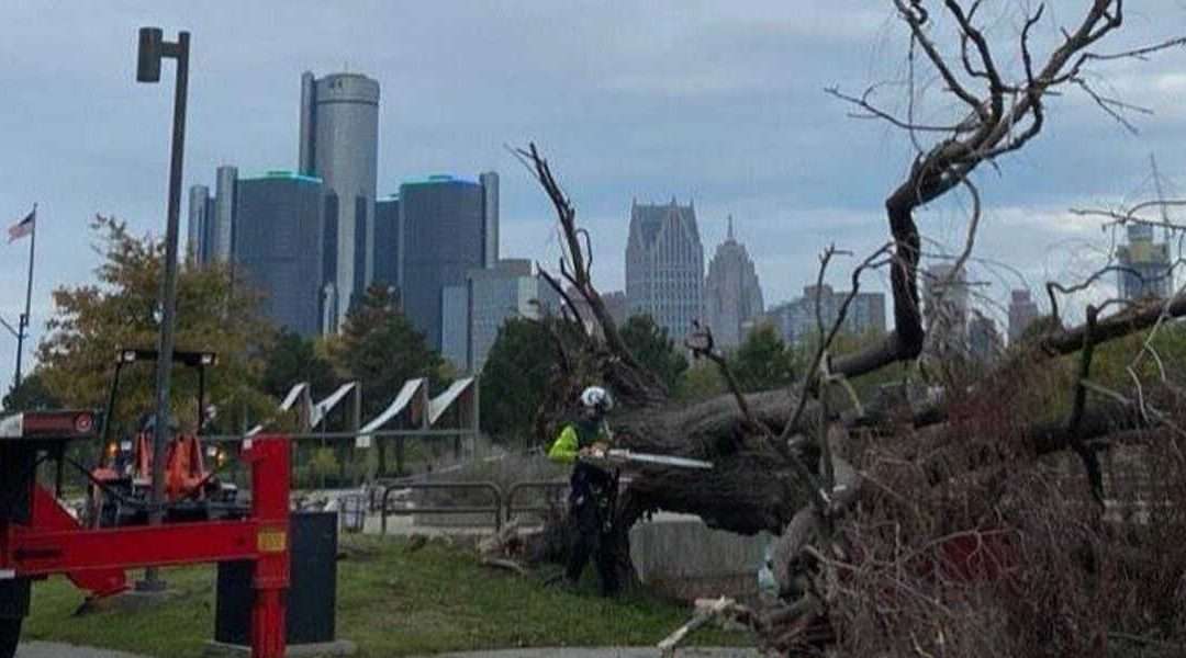 What Causes a Tree To Die in Detroit?