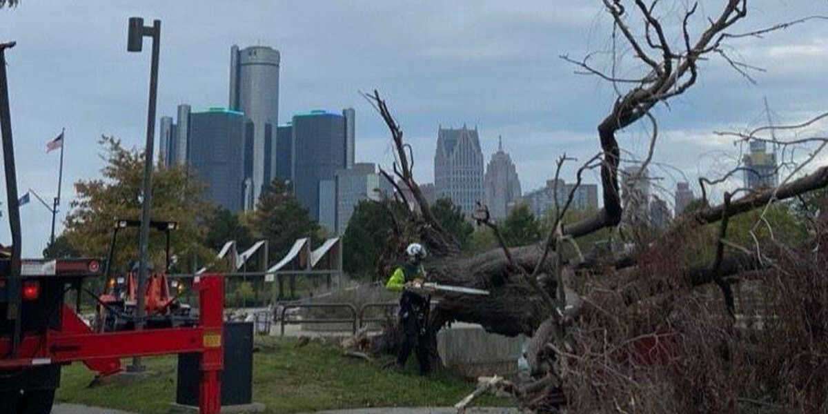 what causes a tree to die